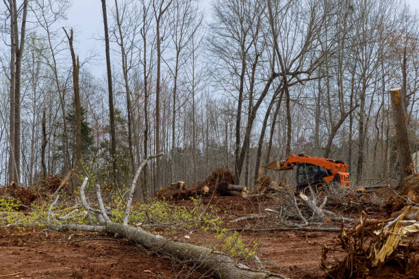 Best Stump Grinding and Removal  in USA