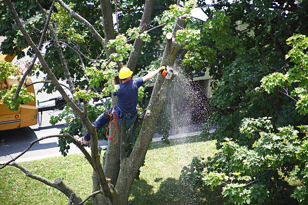 Best Commercial Tree Removal  in USA